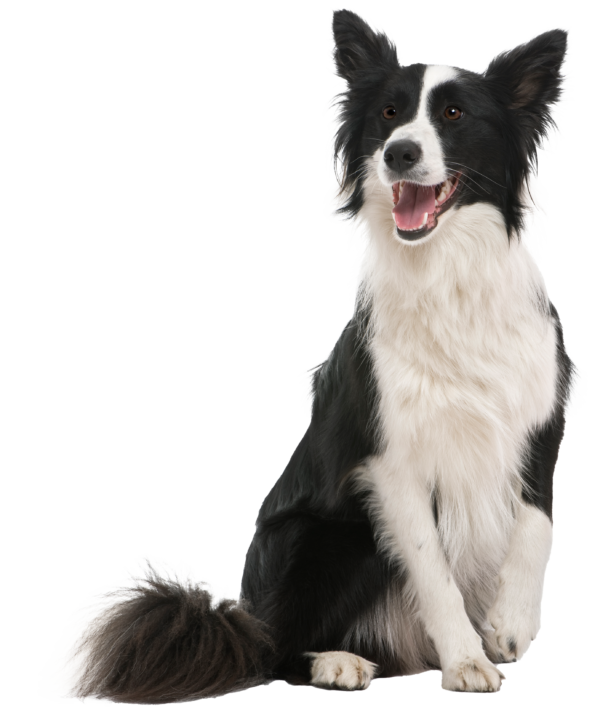 Border Collie: La Raza de Perros de Trabajo por Excelencia