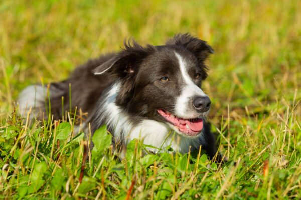 salud del Border Collie