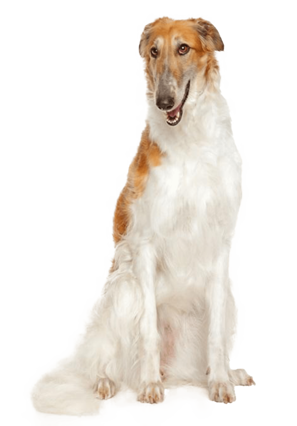 Borzoi: La Majestuosa Raza de Perros Rusos