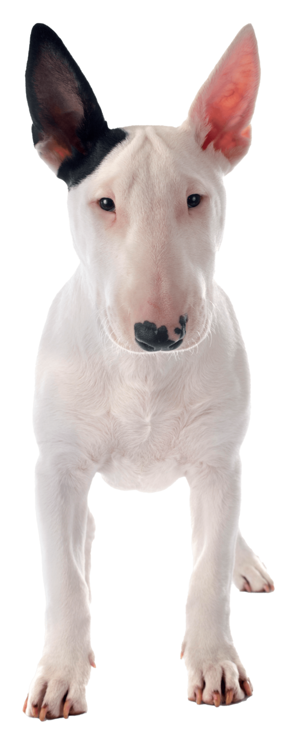 Bull Terrier: Un Compañero Fiel con un Carácter Único y una Historia Fascinante