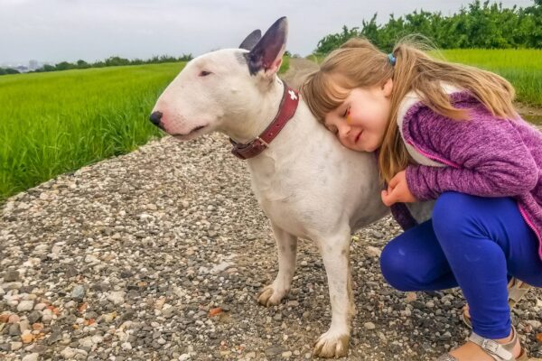 origen del Bull terrier