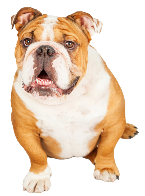 Bulldog Inglés: Historia, Características, Cuidados y Datos Curiosos