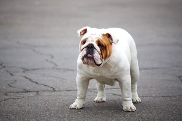 de donde viene el Bulldog