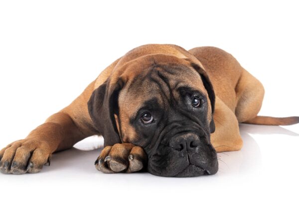 Bullmastiff