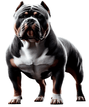 Bully Americano: Un Gigante de Corazón Suave