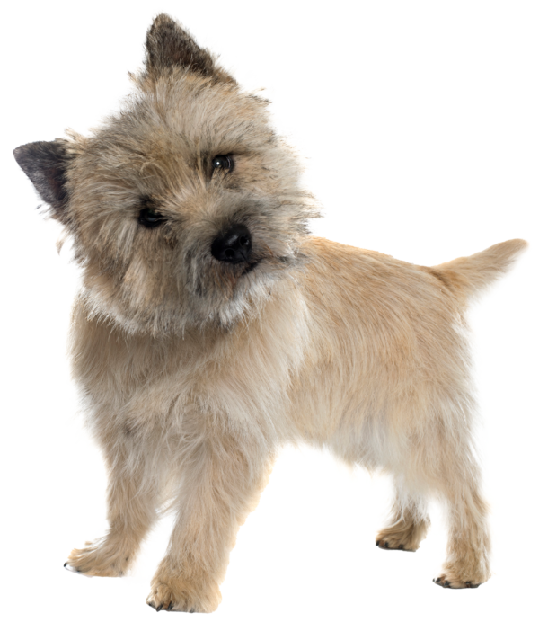 Cairn terrier