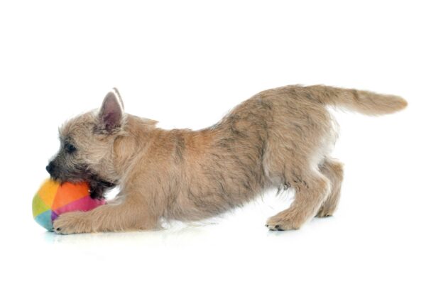 origen del Cairn terrier