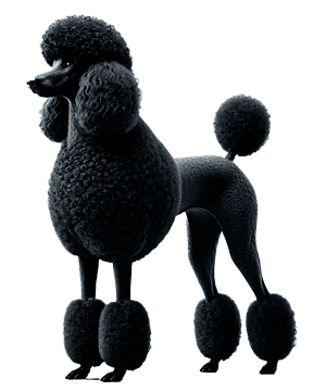 Caniche Estándar: Elegancia, Inteligencia y Versatilidad en un Solo Perro