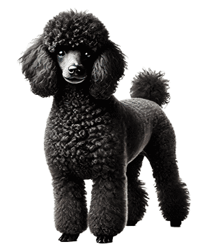 Caniche Miniatura