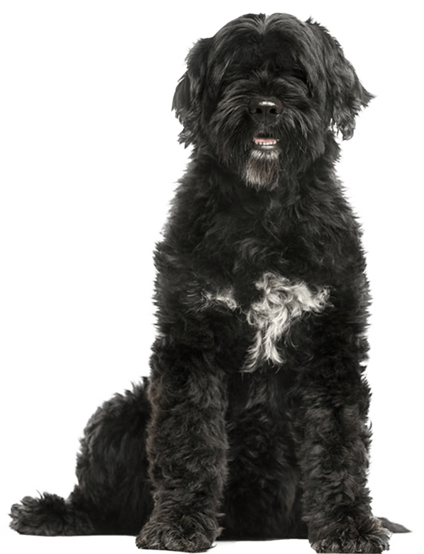 Cão de água português