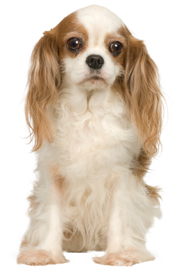 Cavalier King Charles spaniel