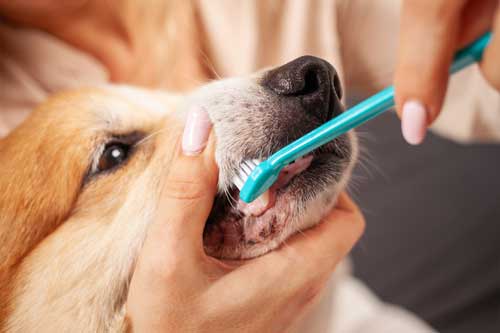 La Importancia del Cepillado Dental Canino: Una Guía Exhaustiva para la Salud Oral de tu Perro