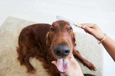 La Importancia del Cepillado en Perros y Cómo Hacerlo Correctamente