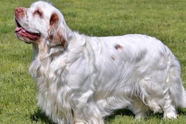 origen del Clumber spaniel
