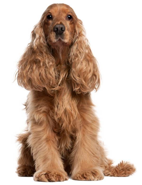Cocker spaniel inglés