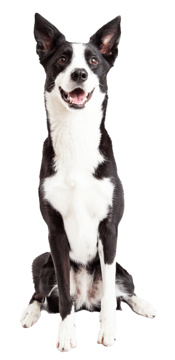 Collie de pelo corto