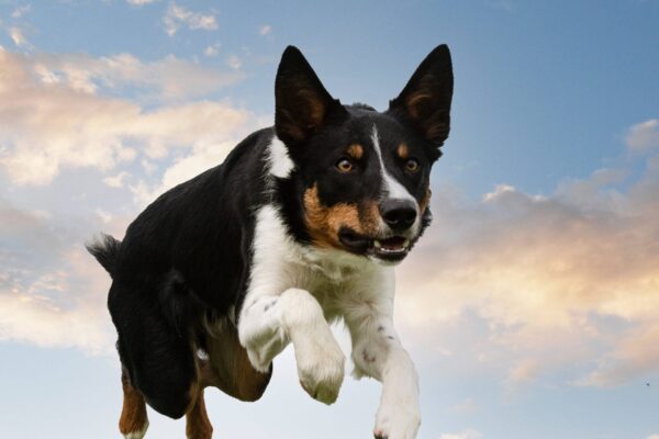 origen del Collie de pelo corto