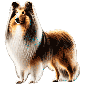 Collie de Pelo Largo: Elegancia, Inteligencia y Lealtad en un Solo Paquete