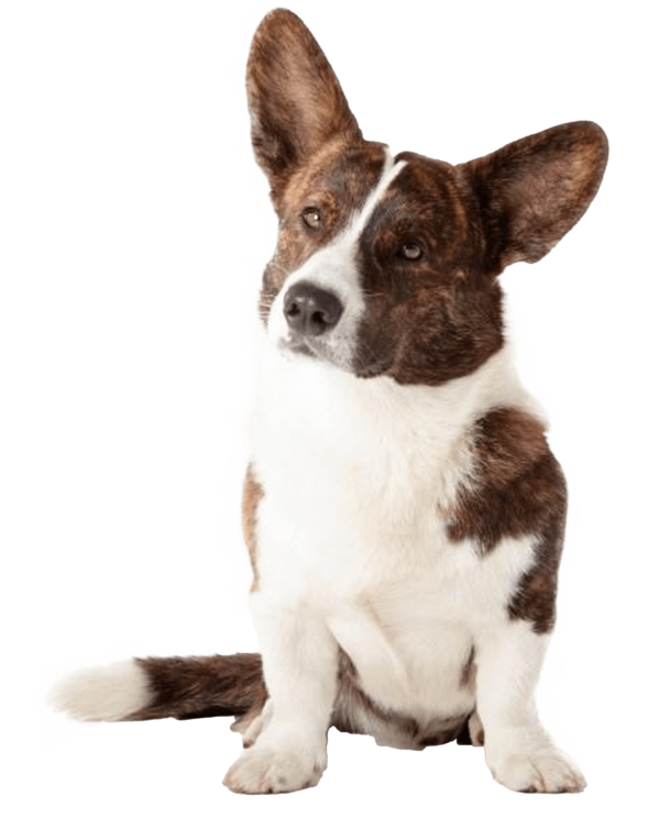 Corgi galés de Cardigan