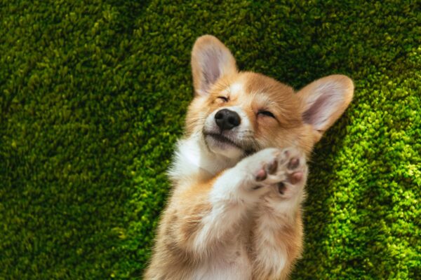 origen del Corgi galés de Pembroke