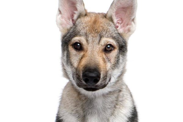 Perro lobo checoslovaco