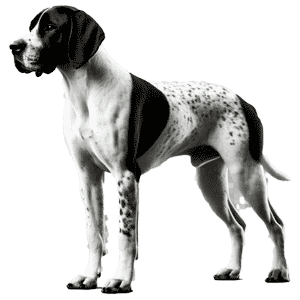 Cumberland Pointer: Un Tesoro Perdido en la Historia Canina