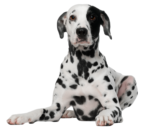 Dálmata: Una Raza de Perro Inconfundible y Fascinante