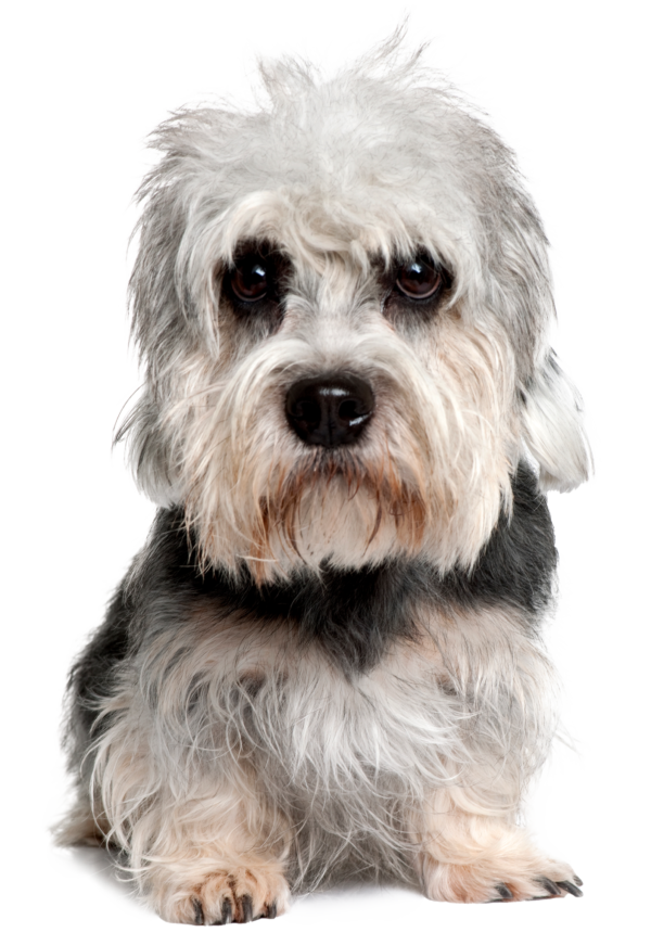 Dandie Dinmont terrier