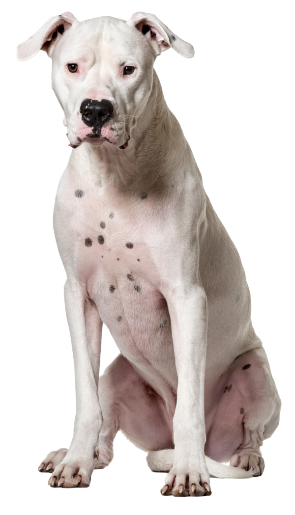 El Dogo Argentino: Un Compañero Valiente y Leal