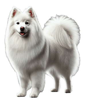 Raza de Perros Alaskan Klee Kai: Guía Completa y Datos Curiosos