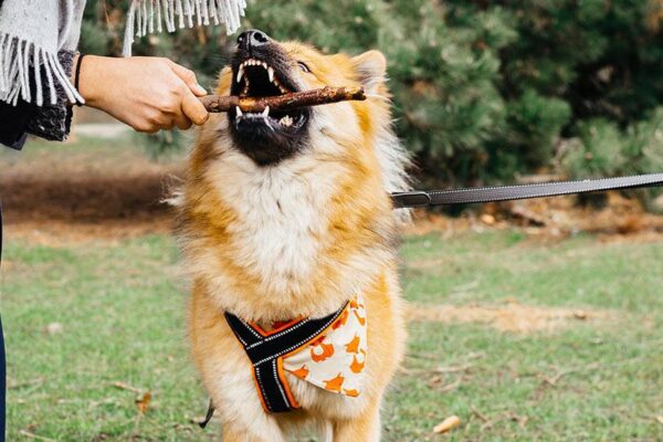 Eurasier