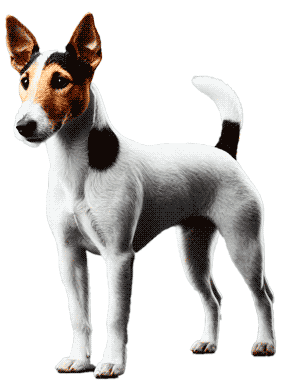 Fox Terrier Chileno: El Terrier de Chile