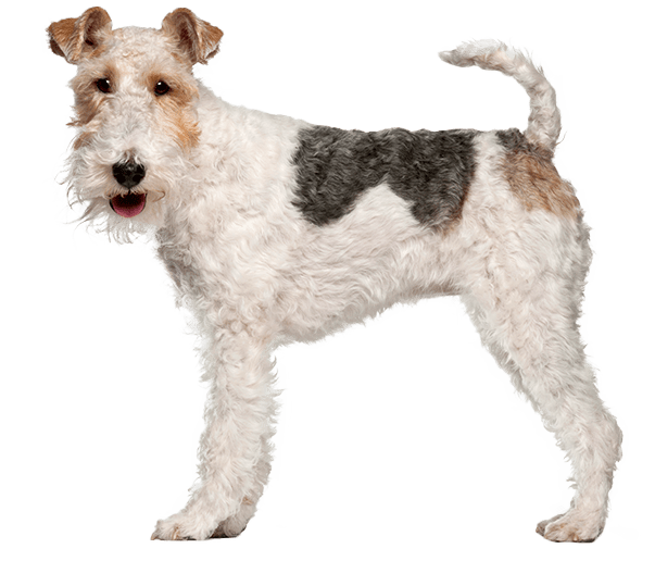 Fox terrier de pelo duro