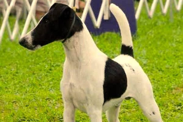 Fox terrier de pelo liso