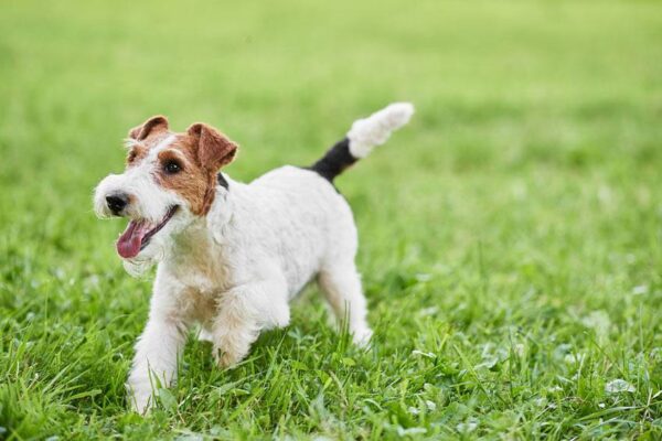 teoria 1 de la mezcla Fox terrier de pelo liso