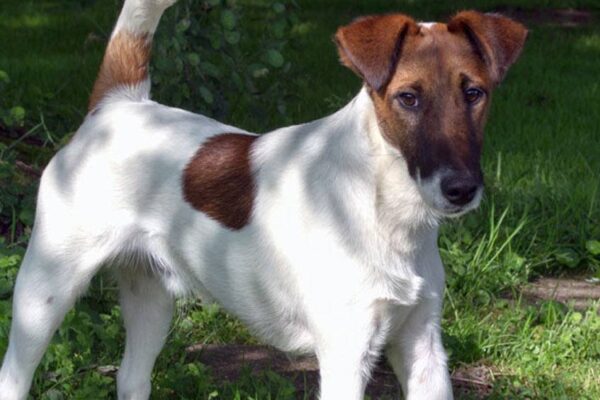 salud del Fox terrier de pelo liso