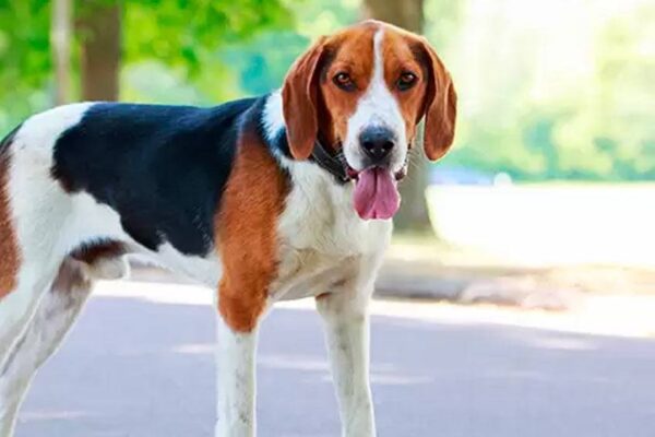 Foxhound americano