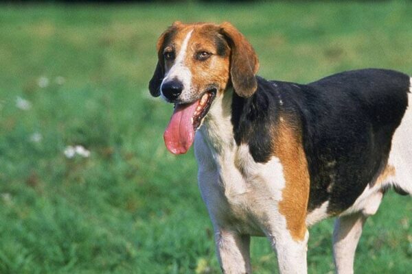 Foxhound inglés