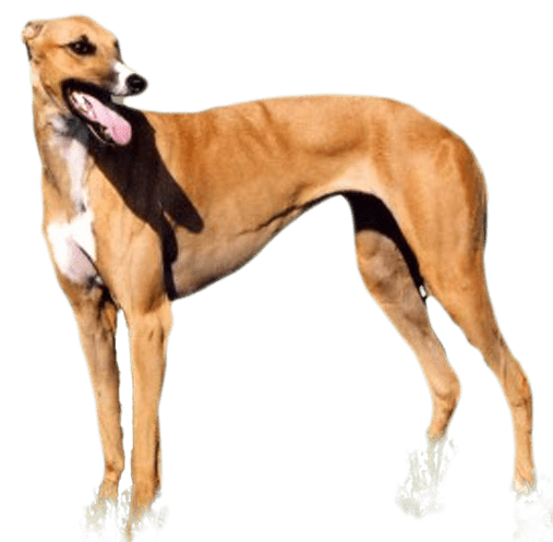 Galgo australiano