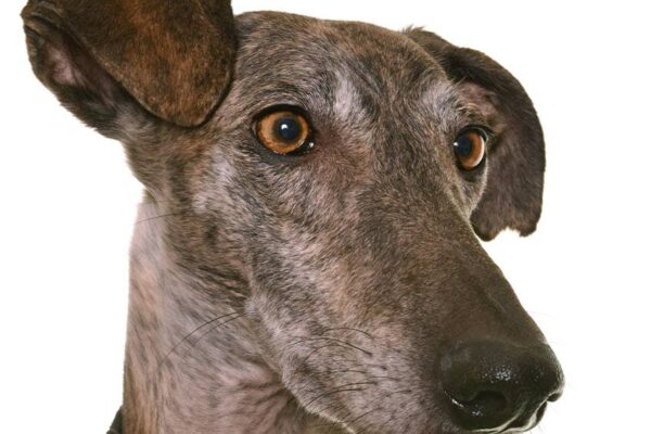 Galgo español