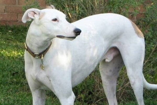 Galgo inglés