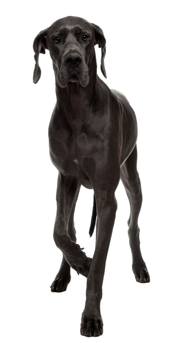 Gran Danés: El Gigante Gentil del Mundo Canino