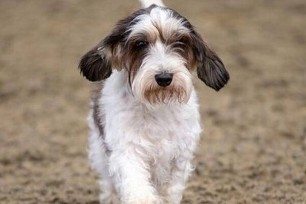 temperamento del Grifón vandeano basset pequeño
