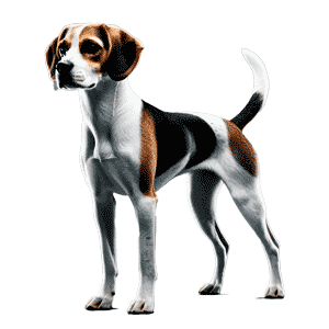 Raza de Perros Harrier: Todo lo que Necesitas Saber