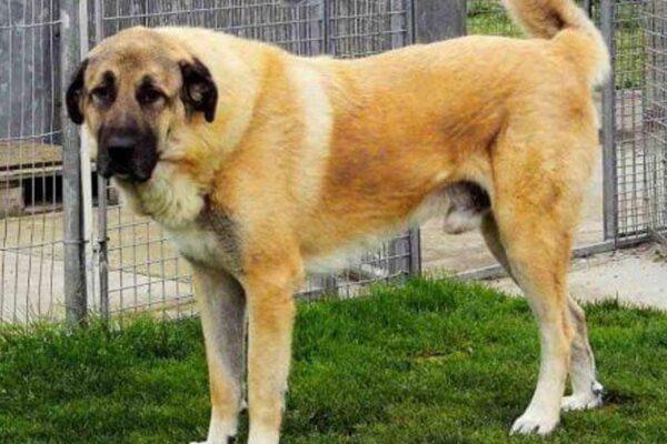 Kangal