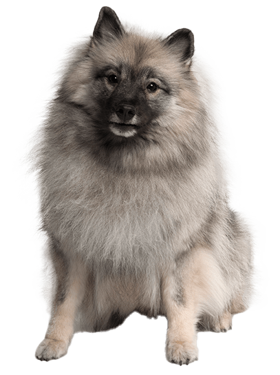Keeshond