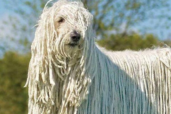 Komondor