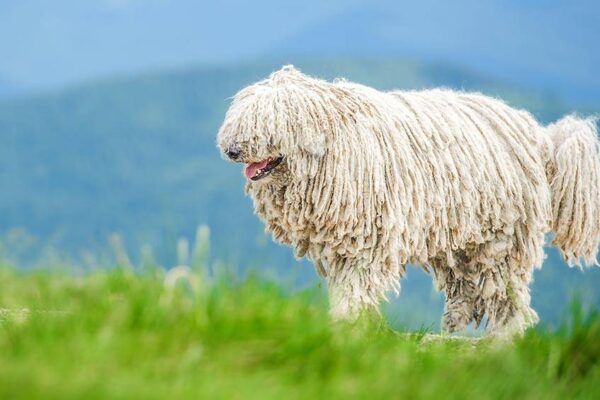 origen del Komondor