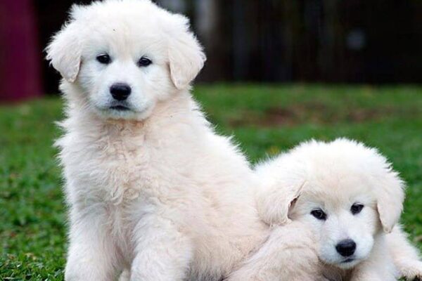 Kuvasz