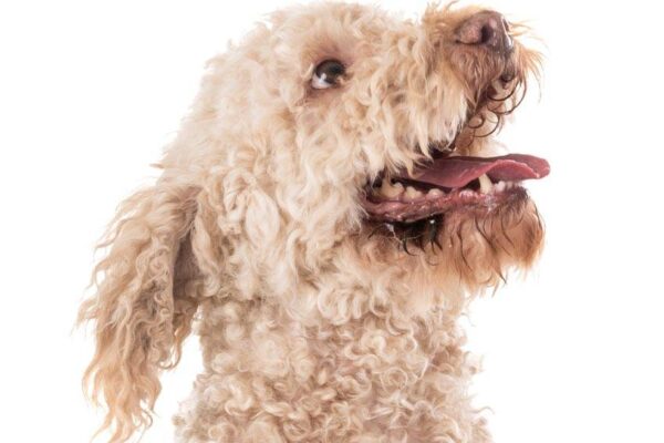 Lagotto romagnolo